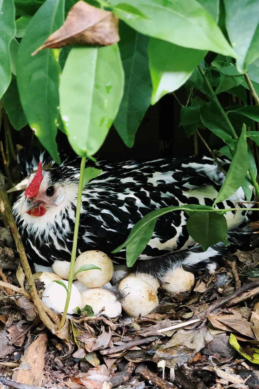 silver spangled hamburg chickens