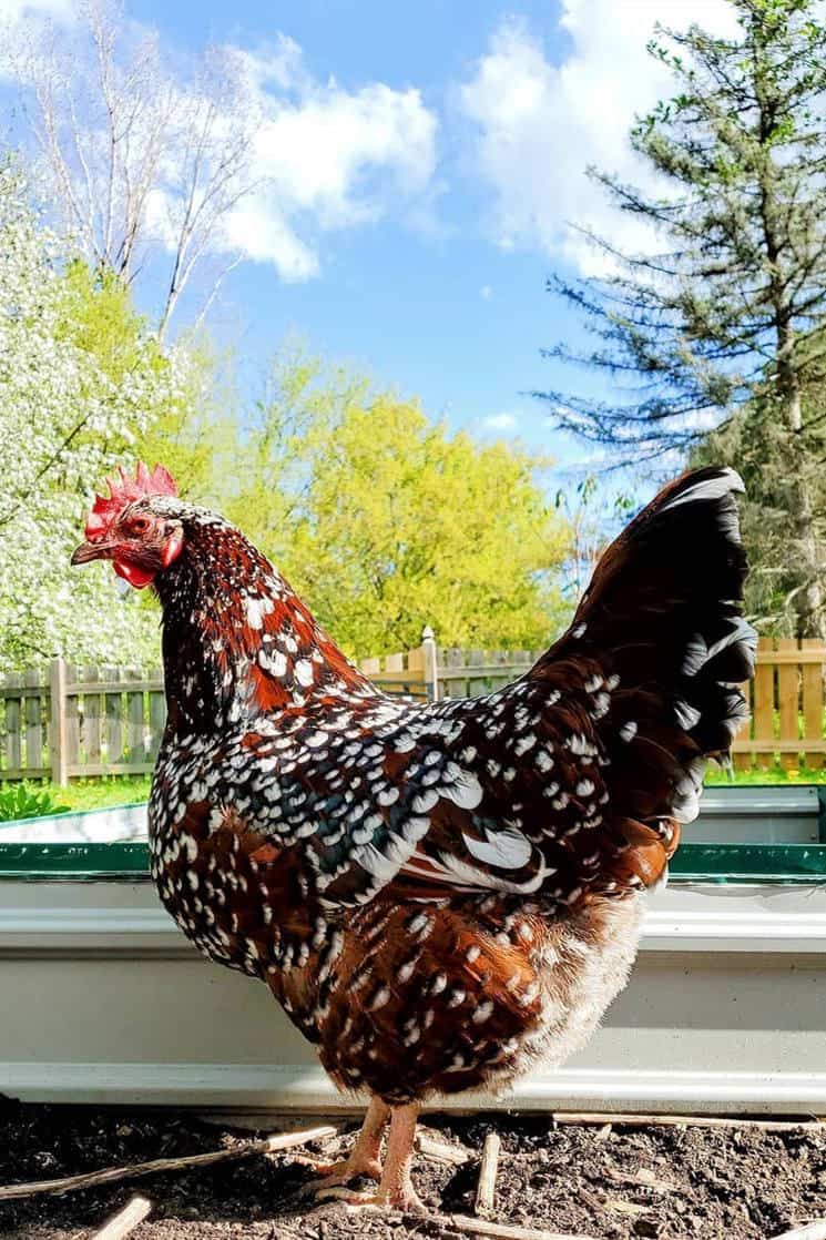 speckled sussex chicken