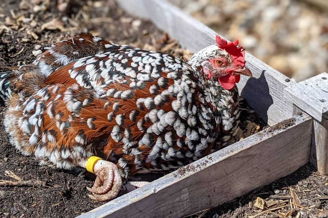 speckled sussex chicks