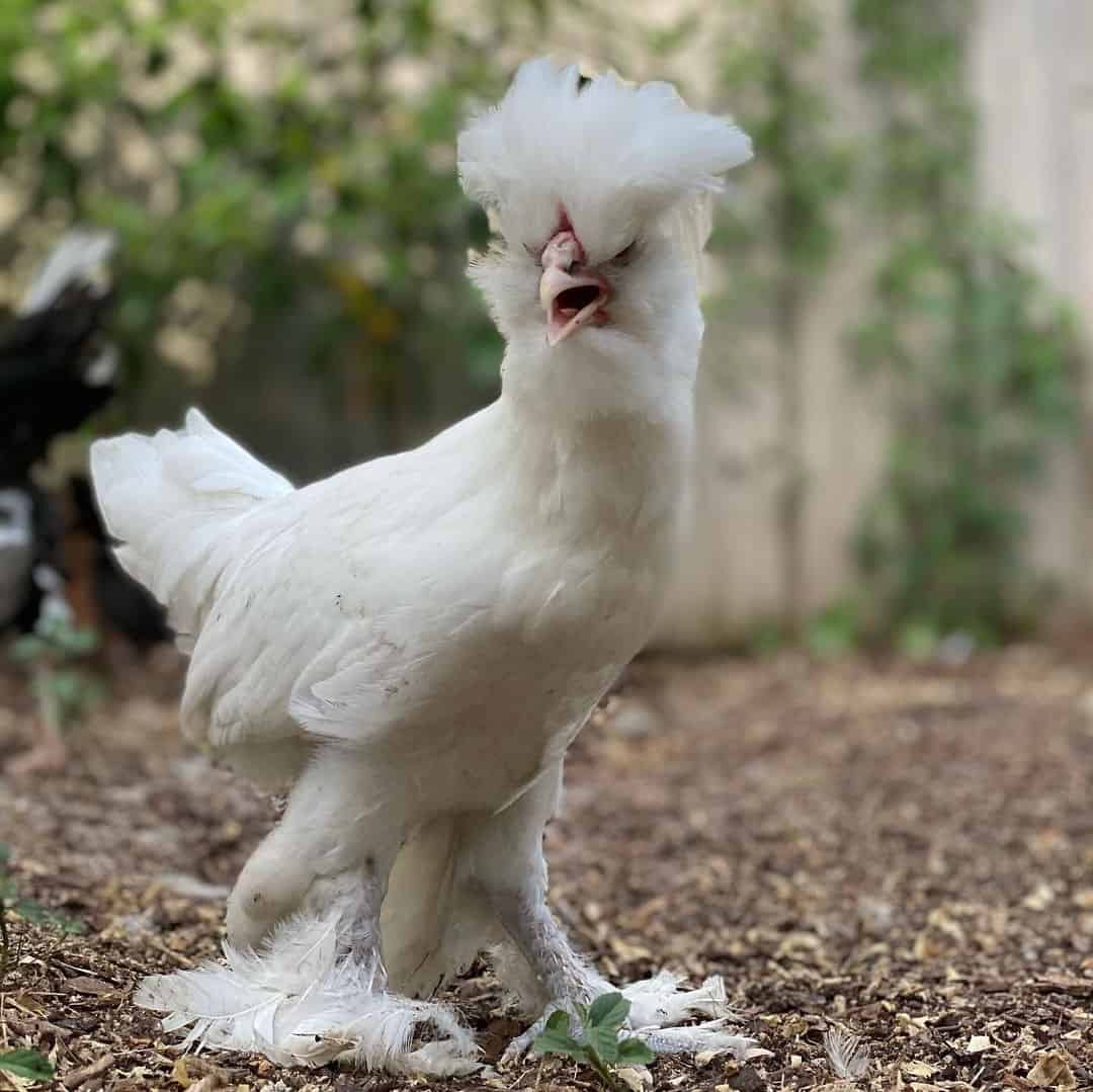 sultan chicken breeders