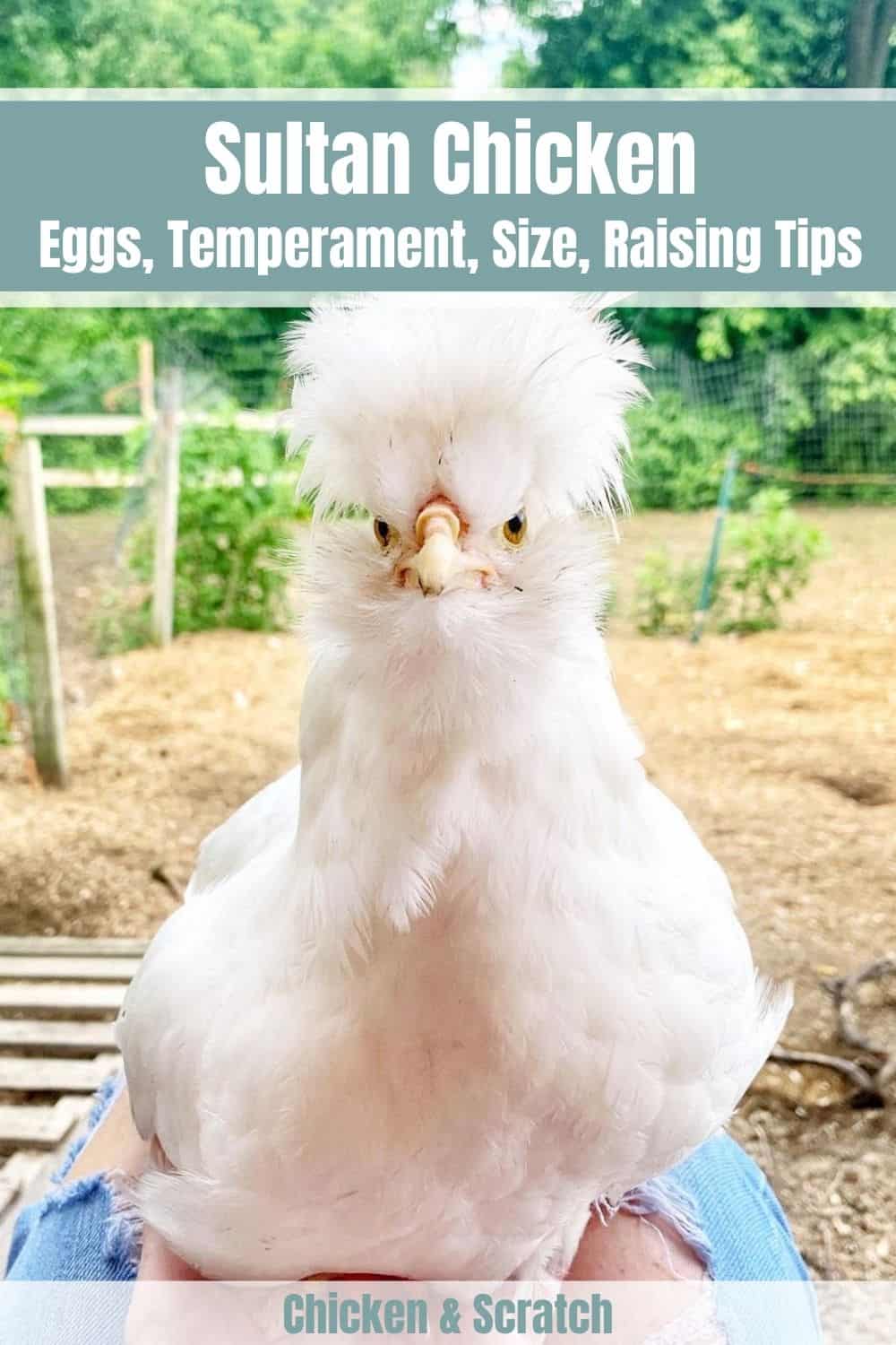 sultan chicken breeders