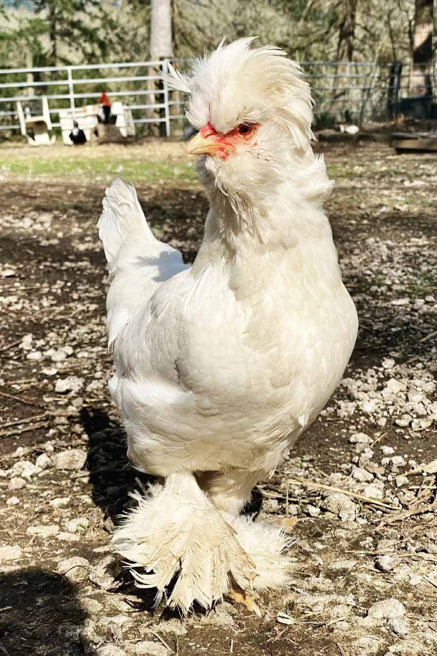 sultan chickens