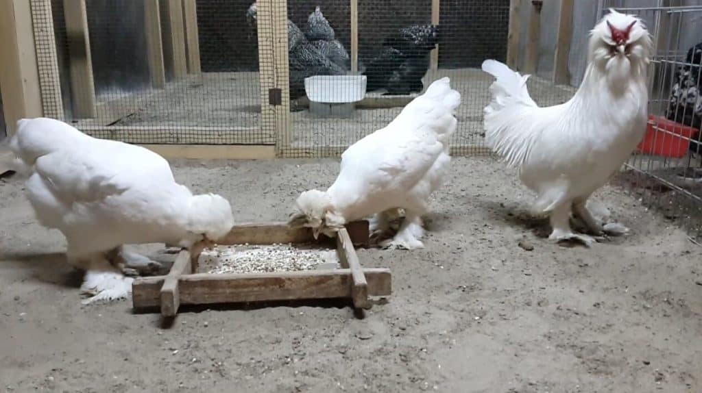 sultan hens