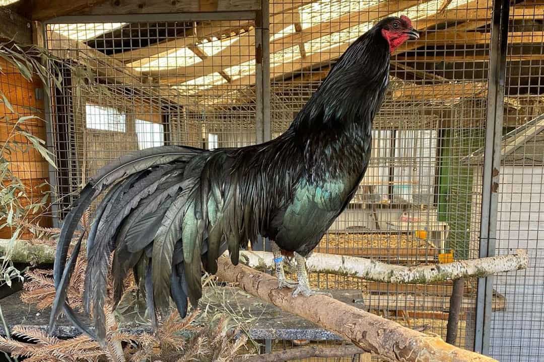 sumatra roosters
