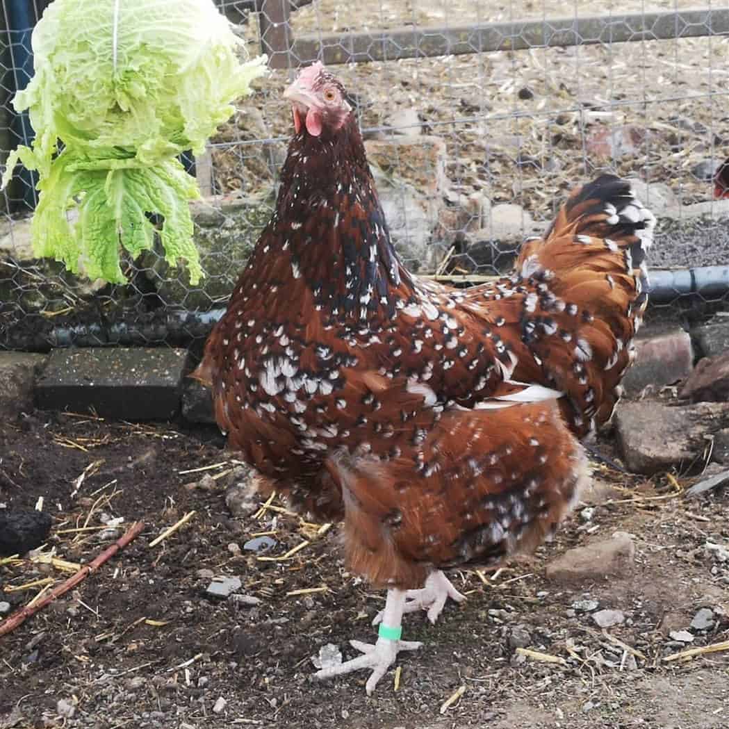 sussex chickens for sale