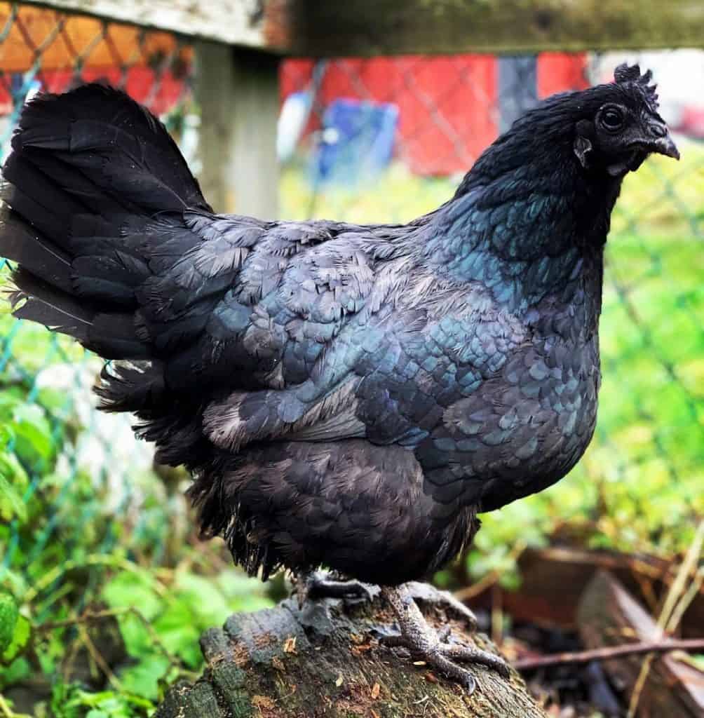 Swedish Black Chicken