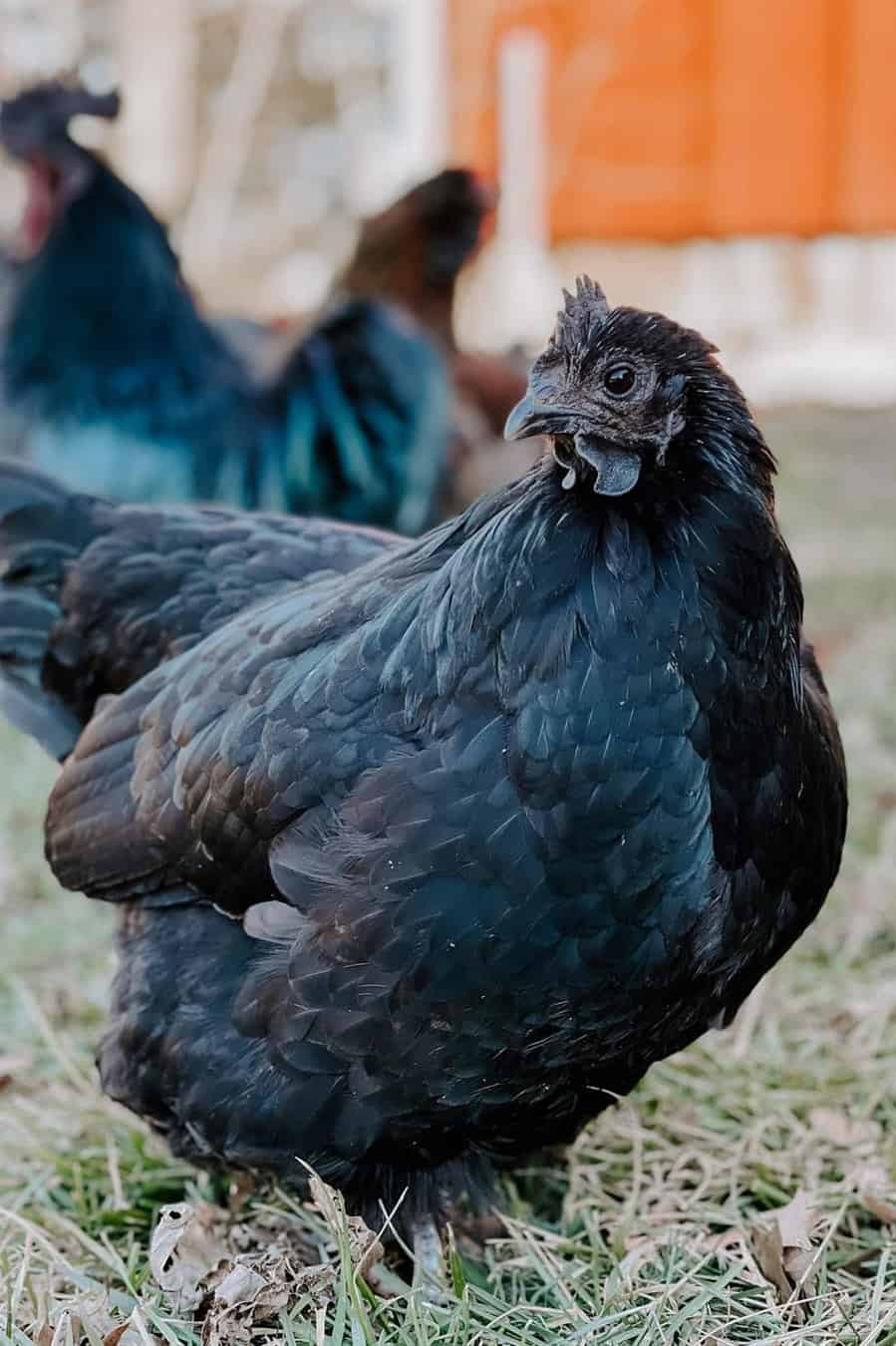 swedish black hen