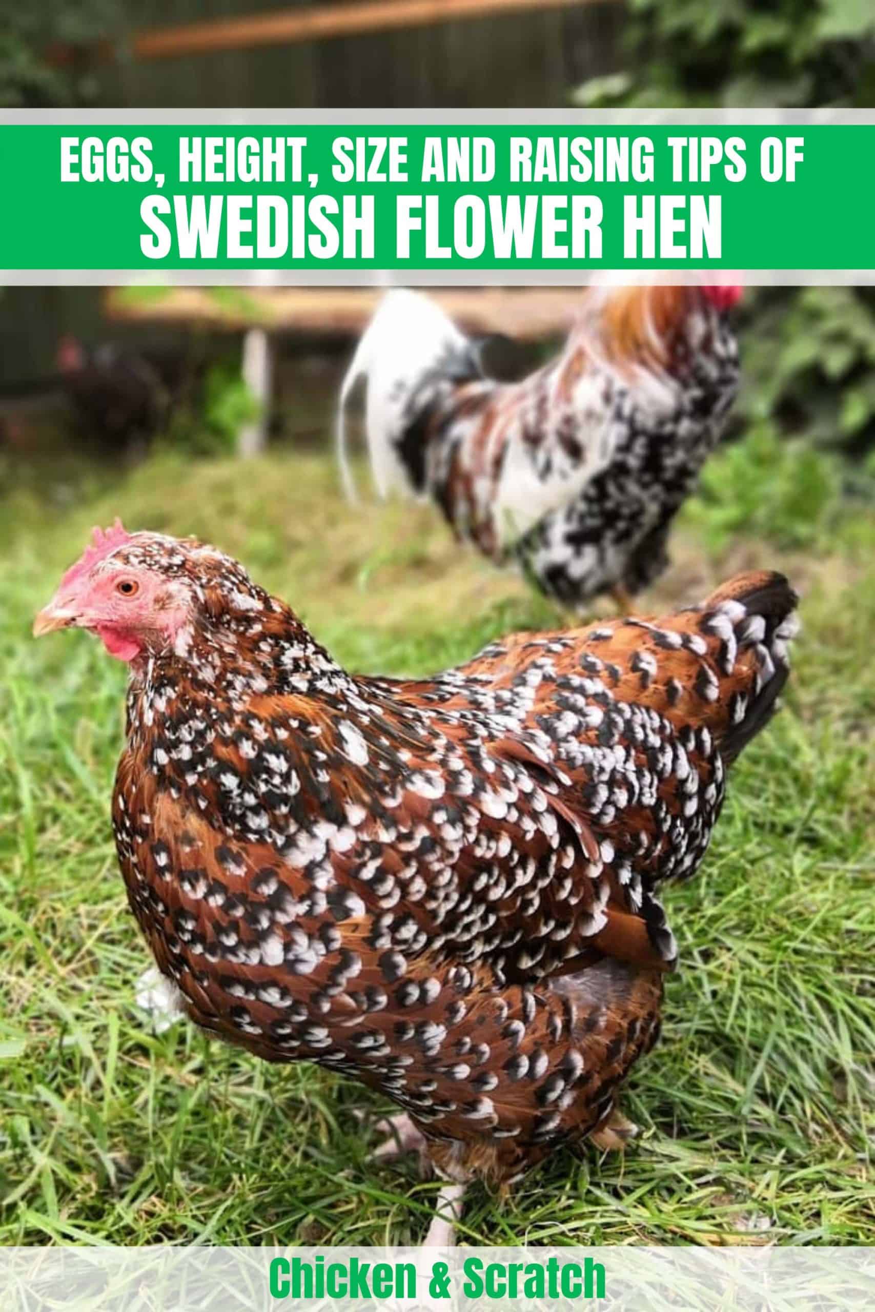 swedish flower hen