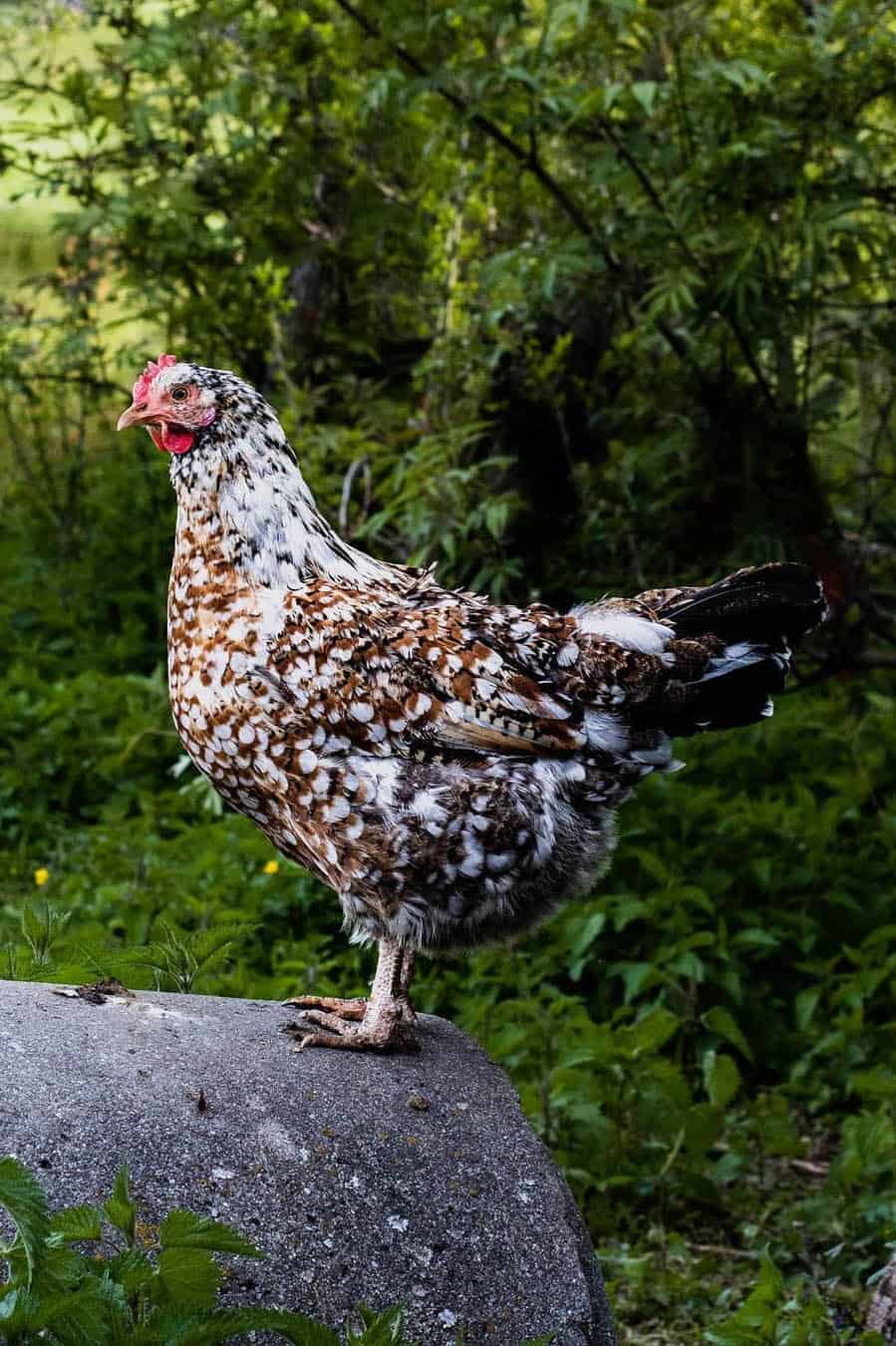 swedish flower hen chicks