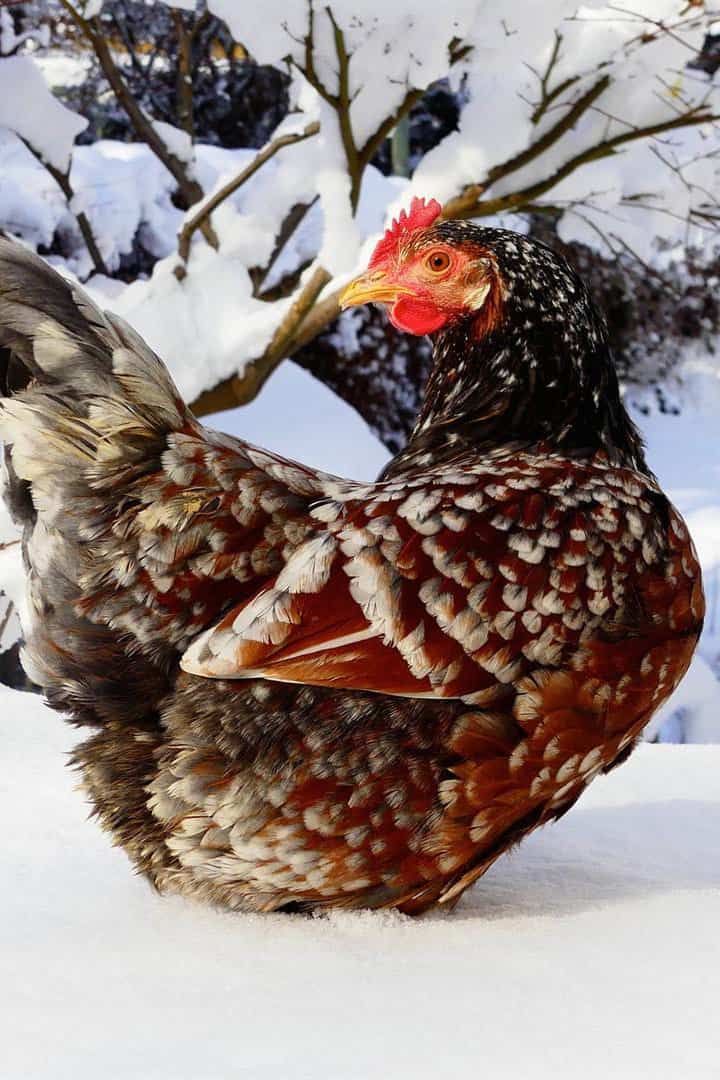 swedish flower hen rooster