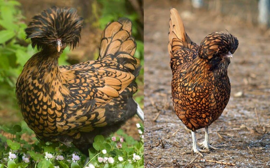 Top 14 Most Beautiful Chicken Breeds With Pictures   Uyuyi 1024x639 