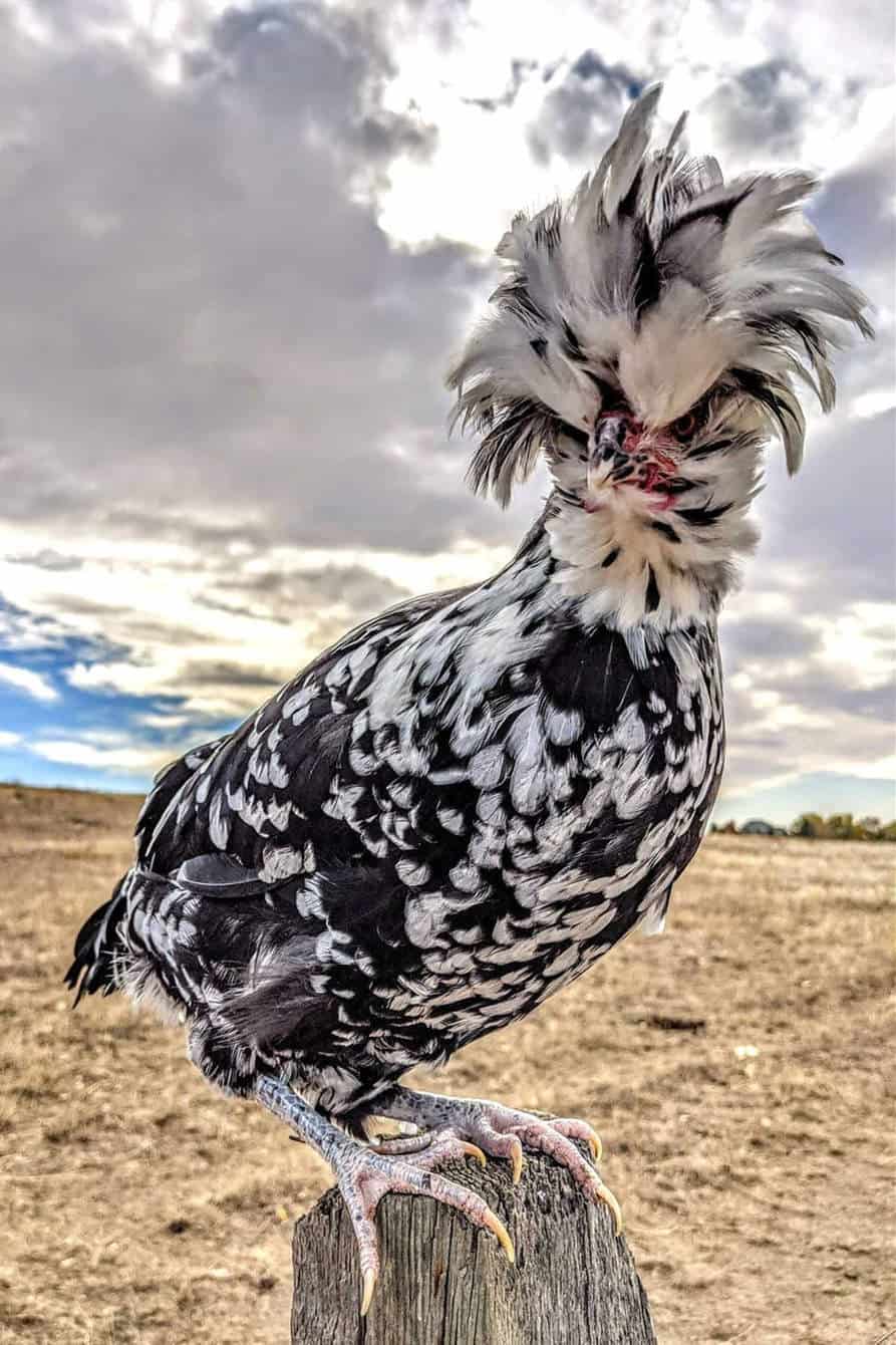 Mottled Houdan Chicken