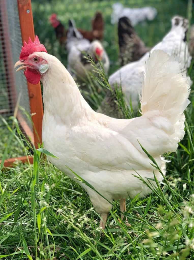 Leghorn Chicken Eggs, Height, Size and Raising Tips