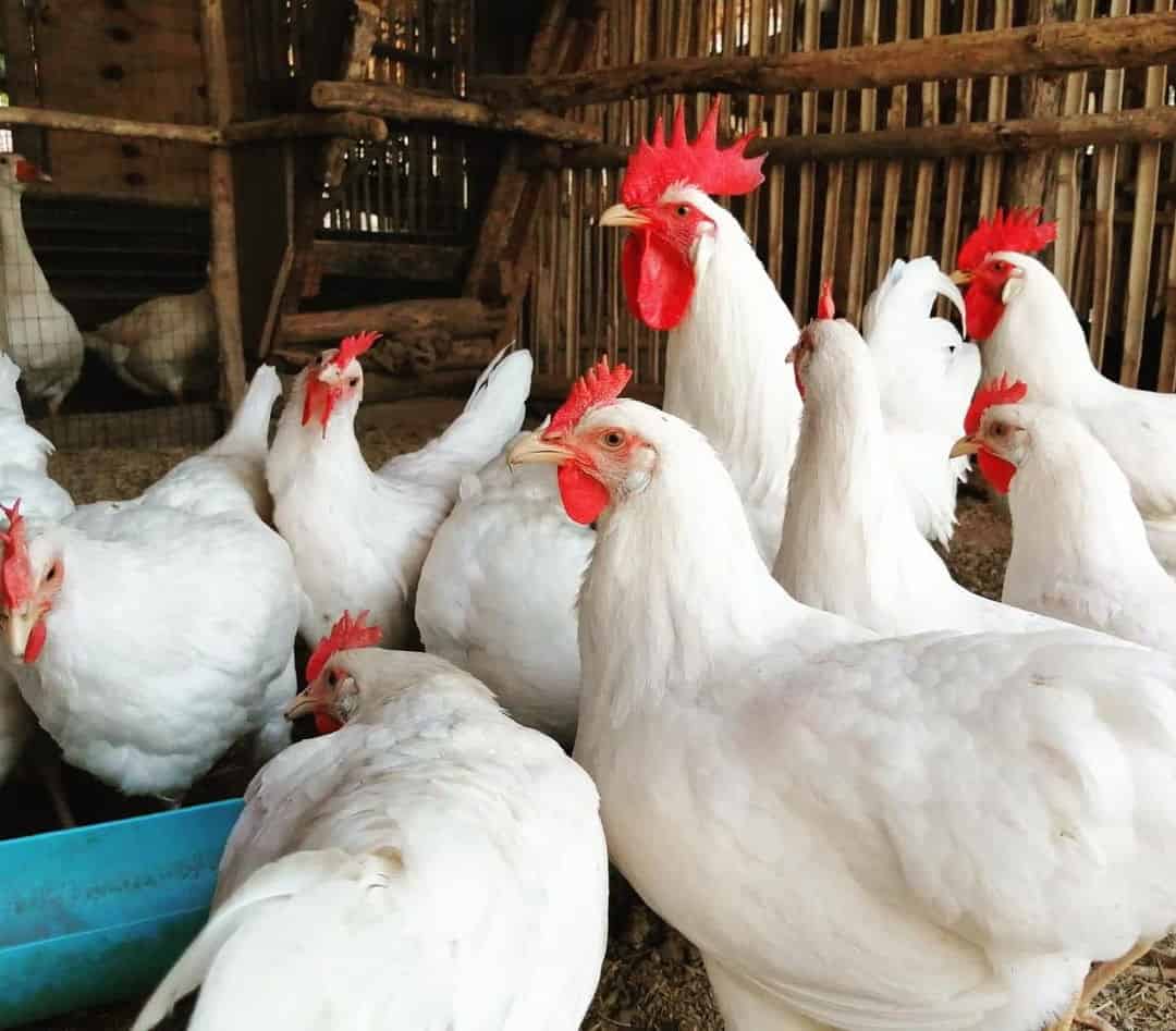 White Leghorn Pullets