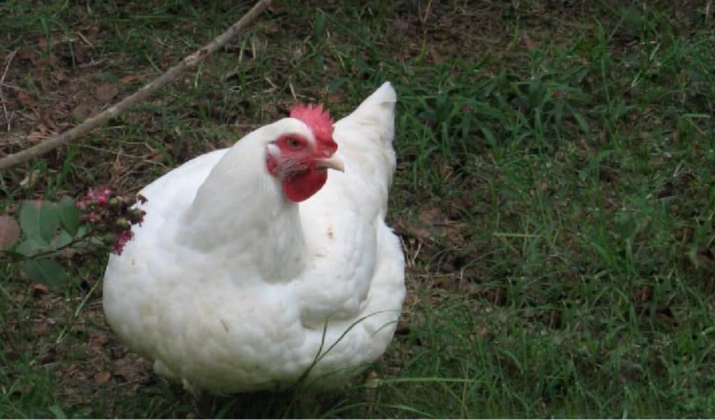 white plymouth rock chicken