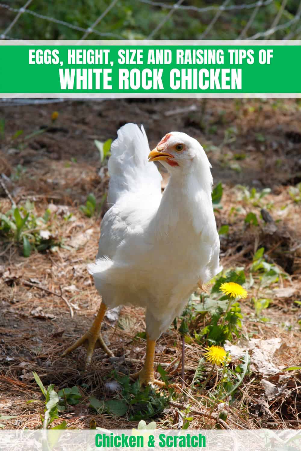 white rock chicken