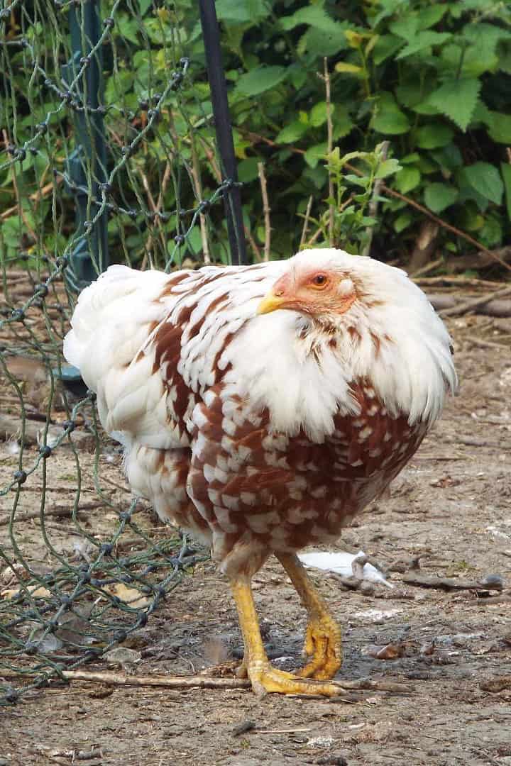 yokahama chickens