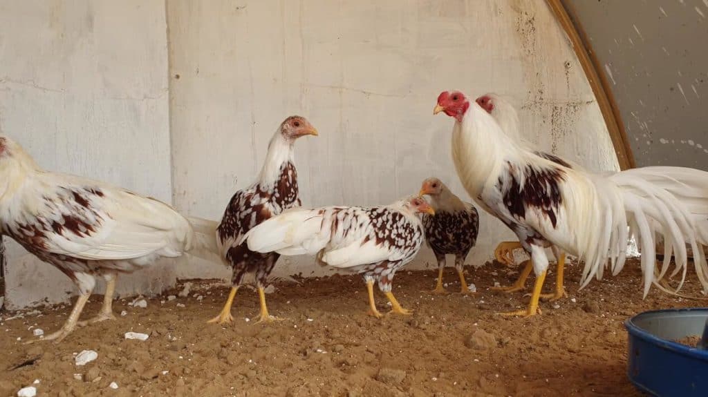 yokahama chickens