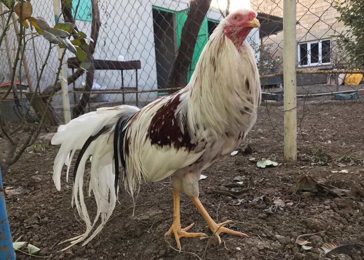 yokohamas chickens