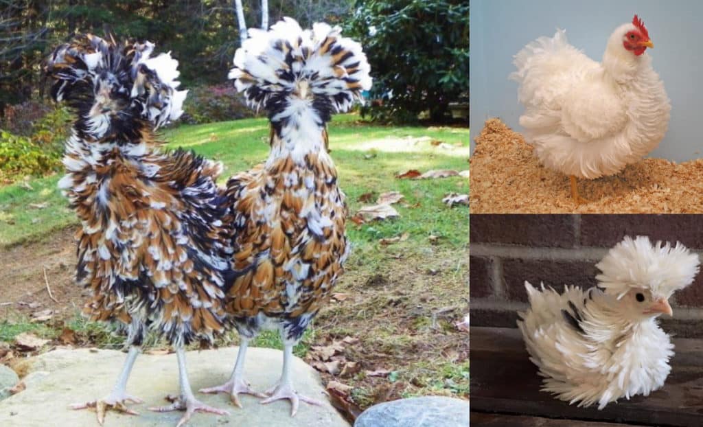 Frizzle Chicken