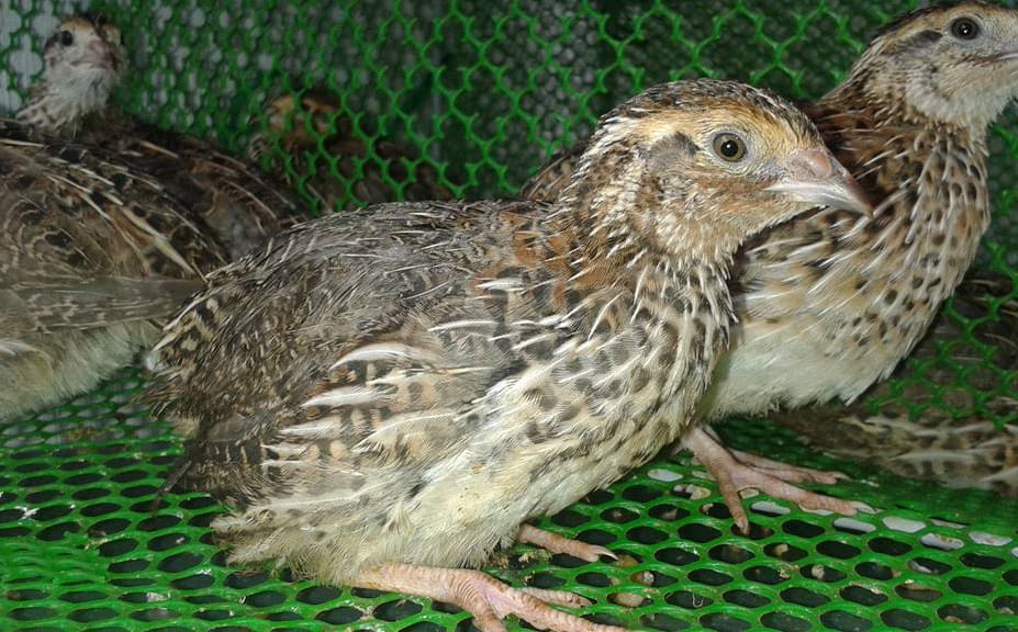 raising quail for food