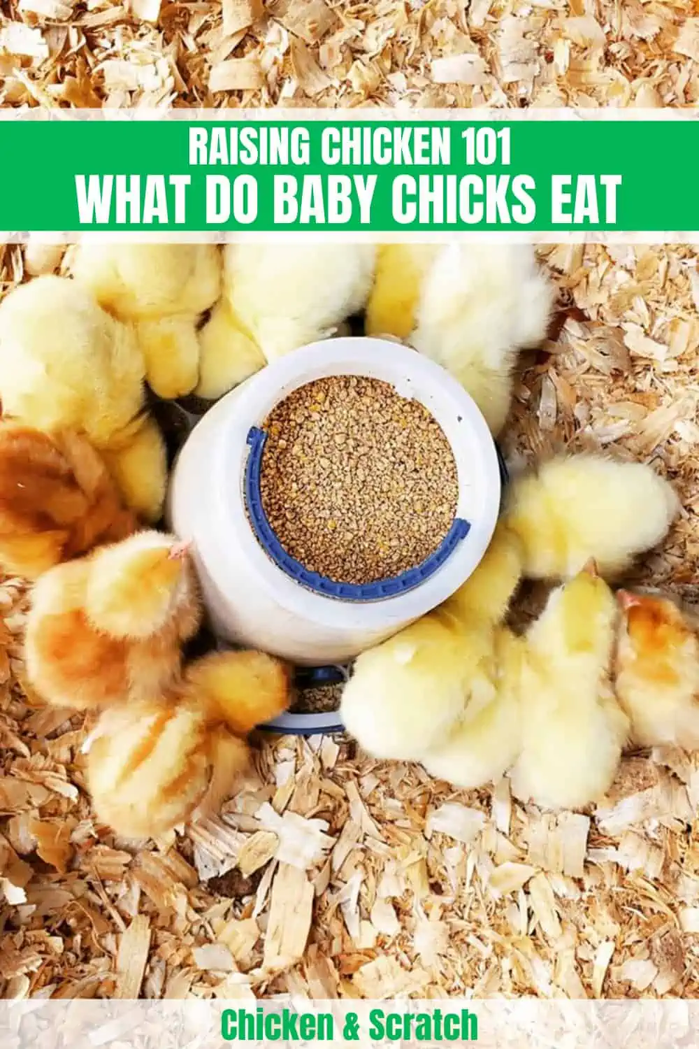 Baby Chicks Eat what