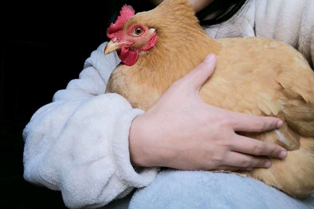Bonding with Your Pet Chicken