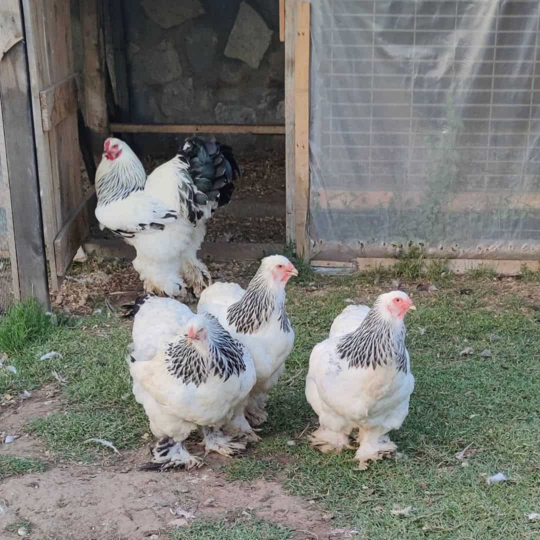 Brahma chicken