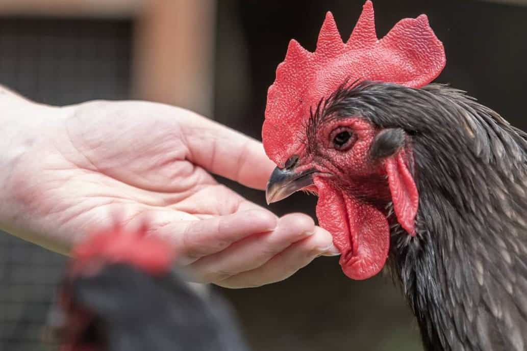 Building a Relationship with the Rooster
