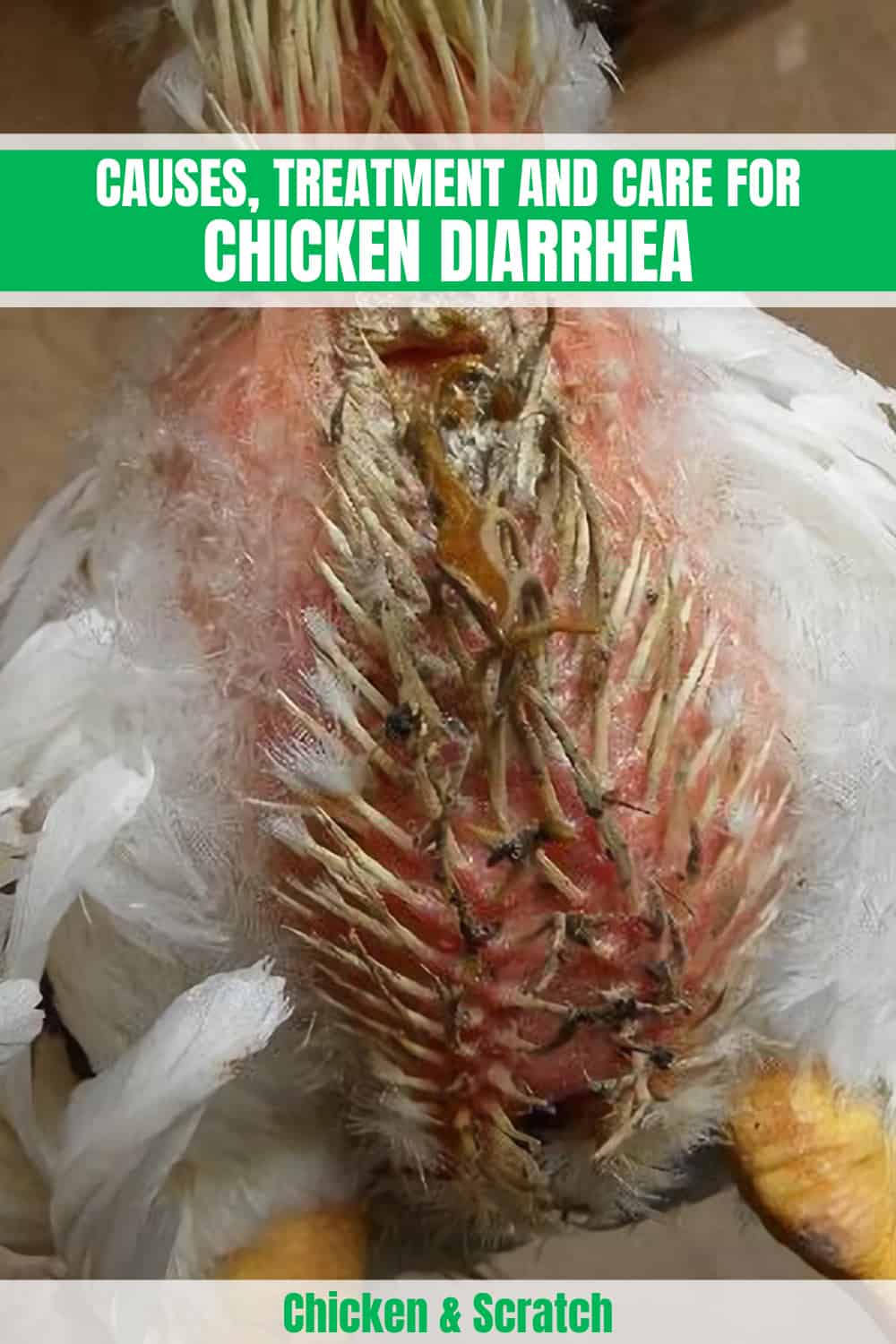 Chicken Diarrhea