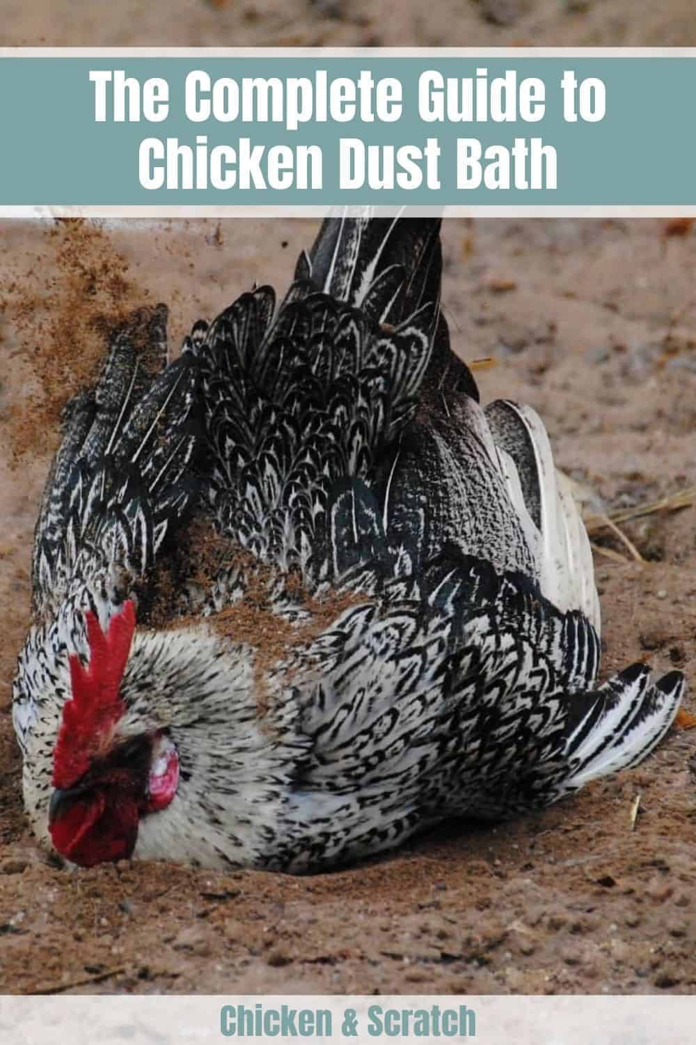 Chicken Dust Bath