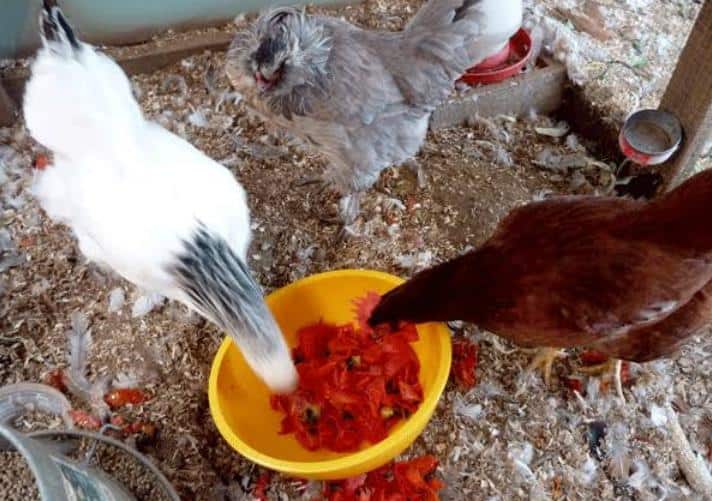 Chickens-Eat-Tomatoes