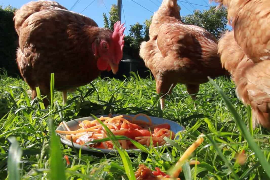 Gekochte Spaghetti