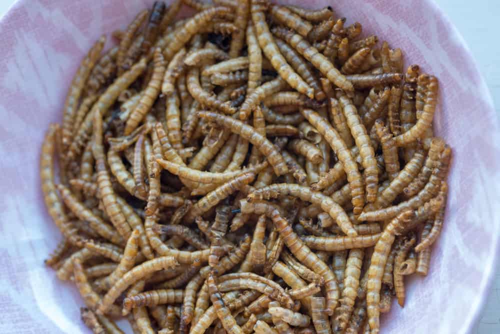 DIY Mealworm Farm