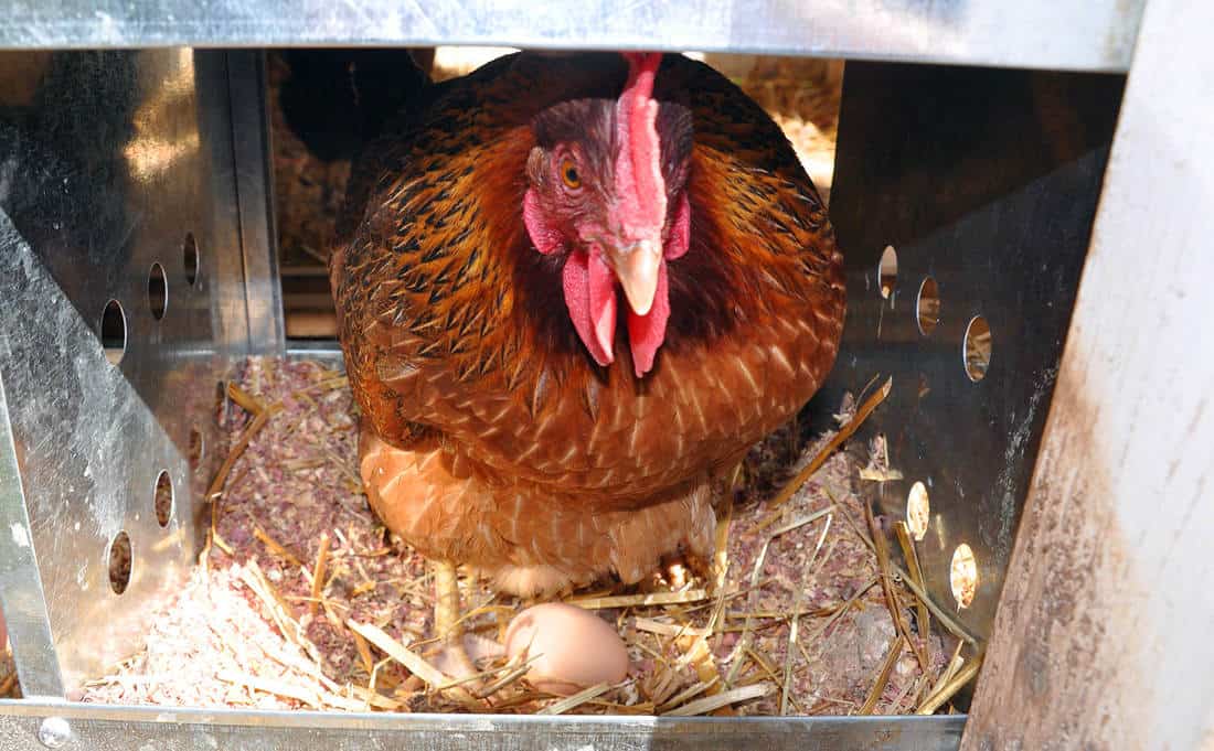 Hens Lay Eggs Without a Rooster