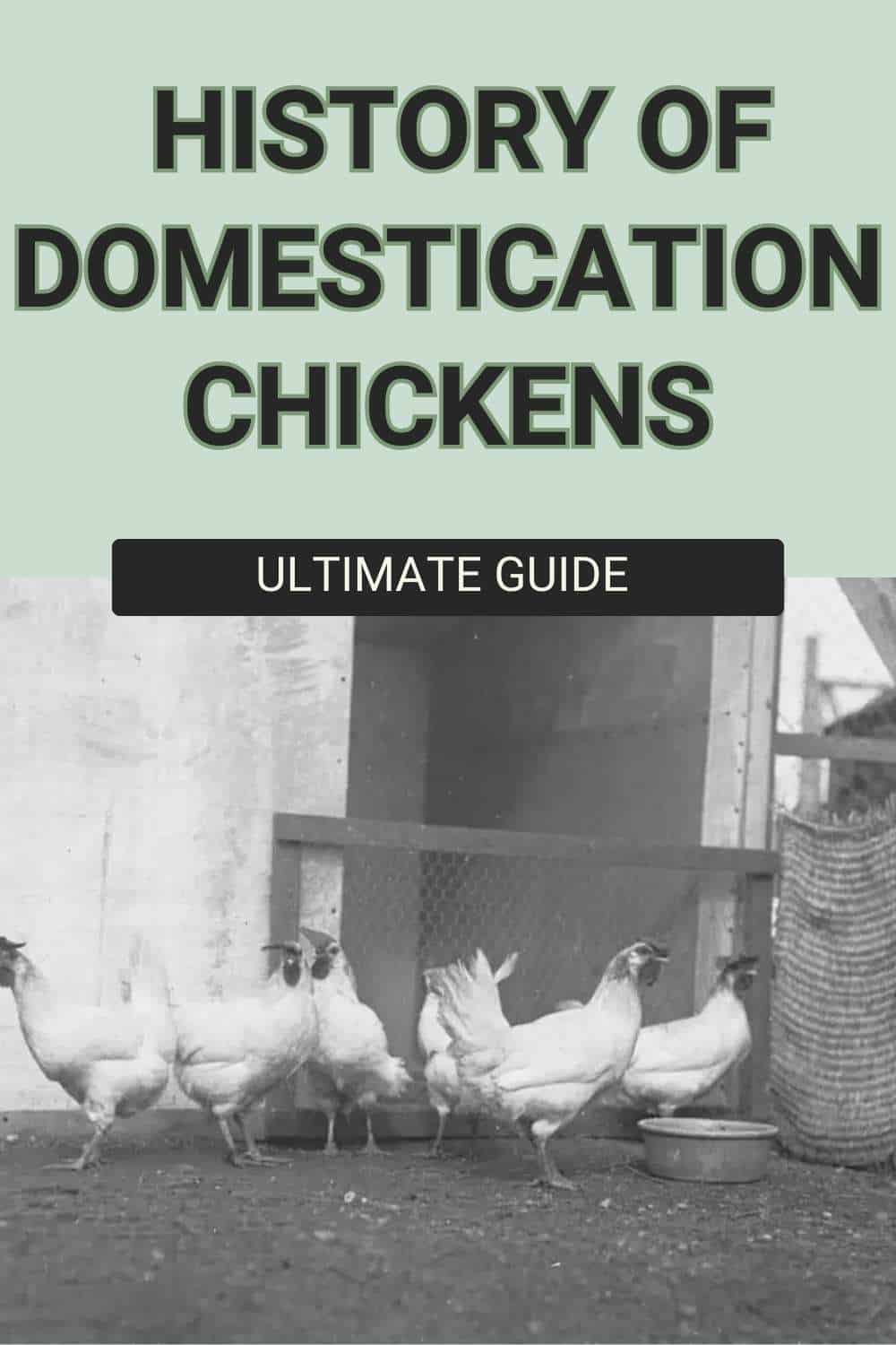 History of Domestication Chicken