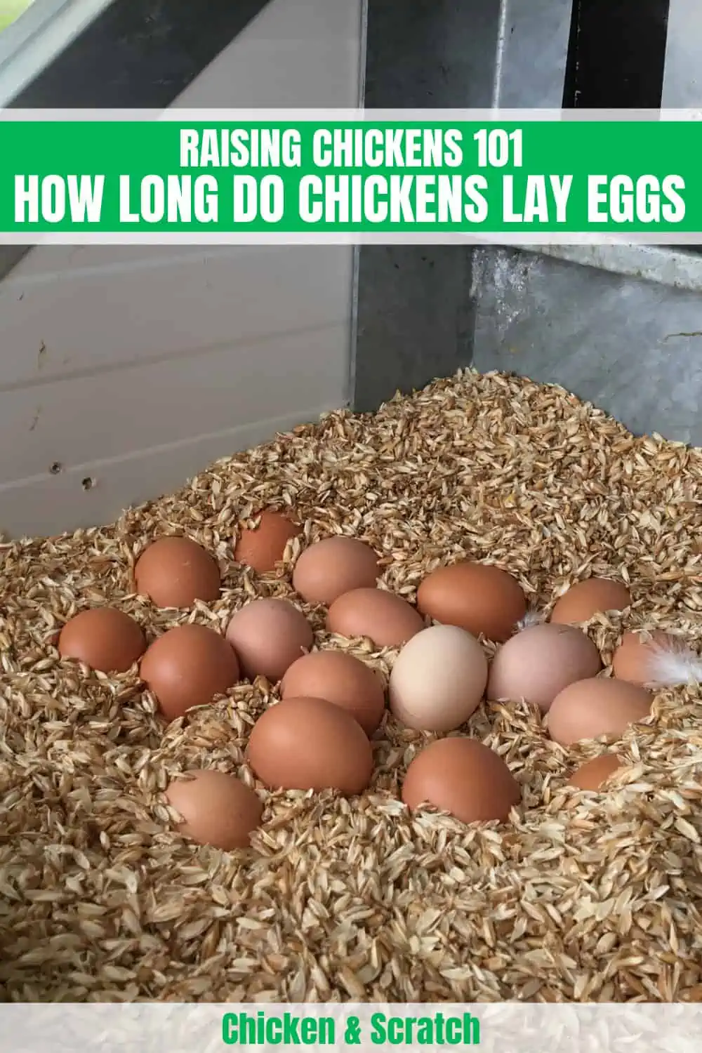 How Long Do Chickens Lay Eggs