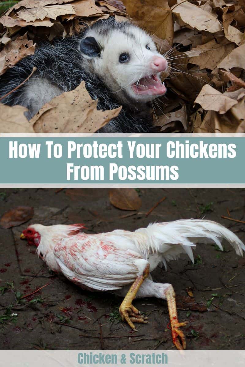 How To Protect Your Chickens From Possums