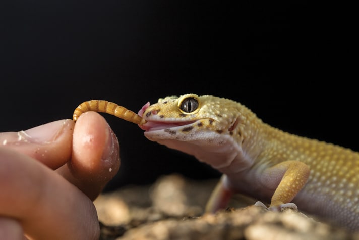 How To Raise Your Own Mealworms