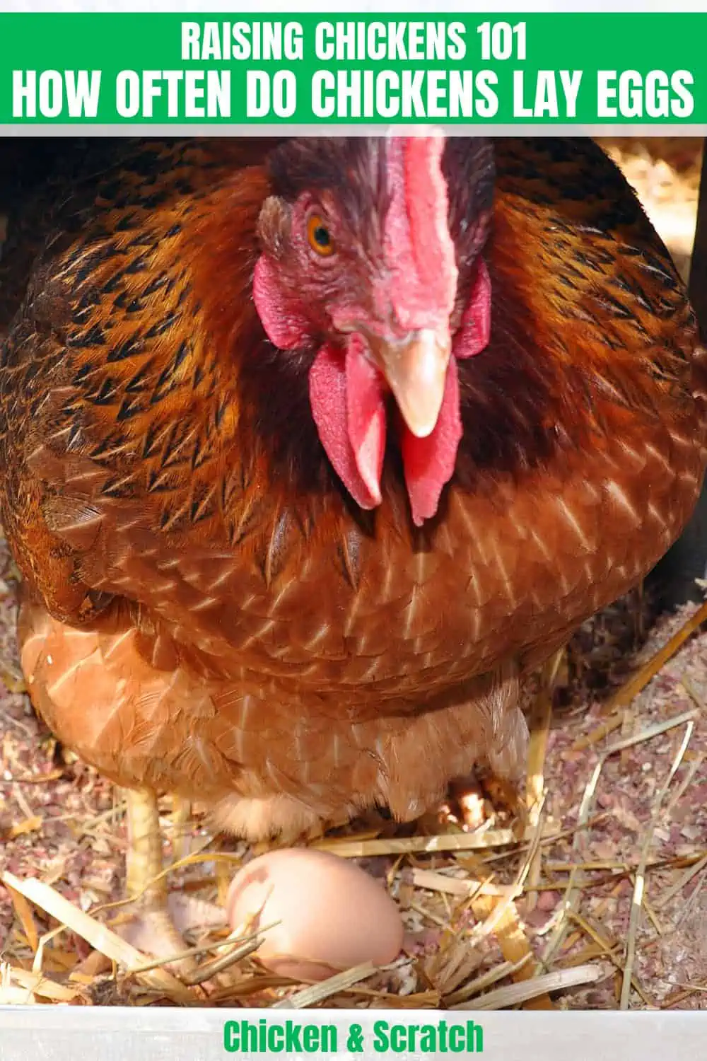 Chicken Laying Egg 