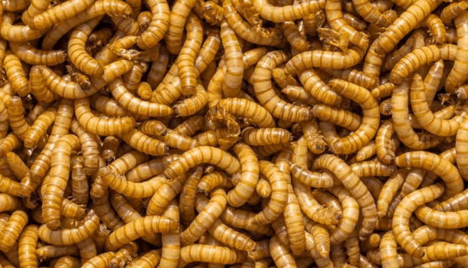 How to Breed Mealworms