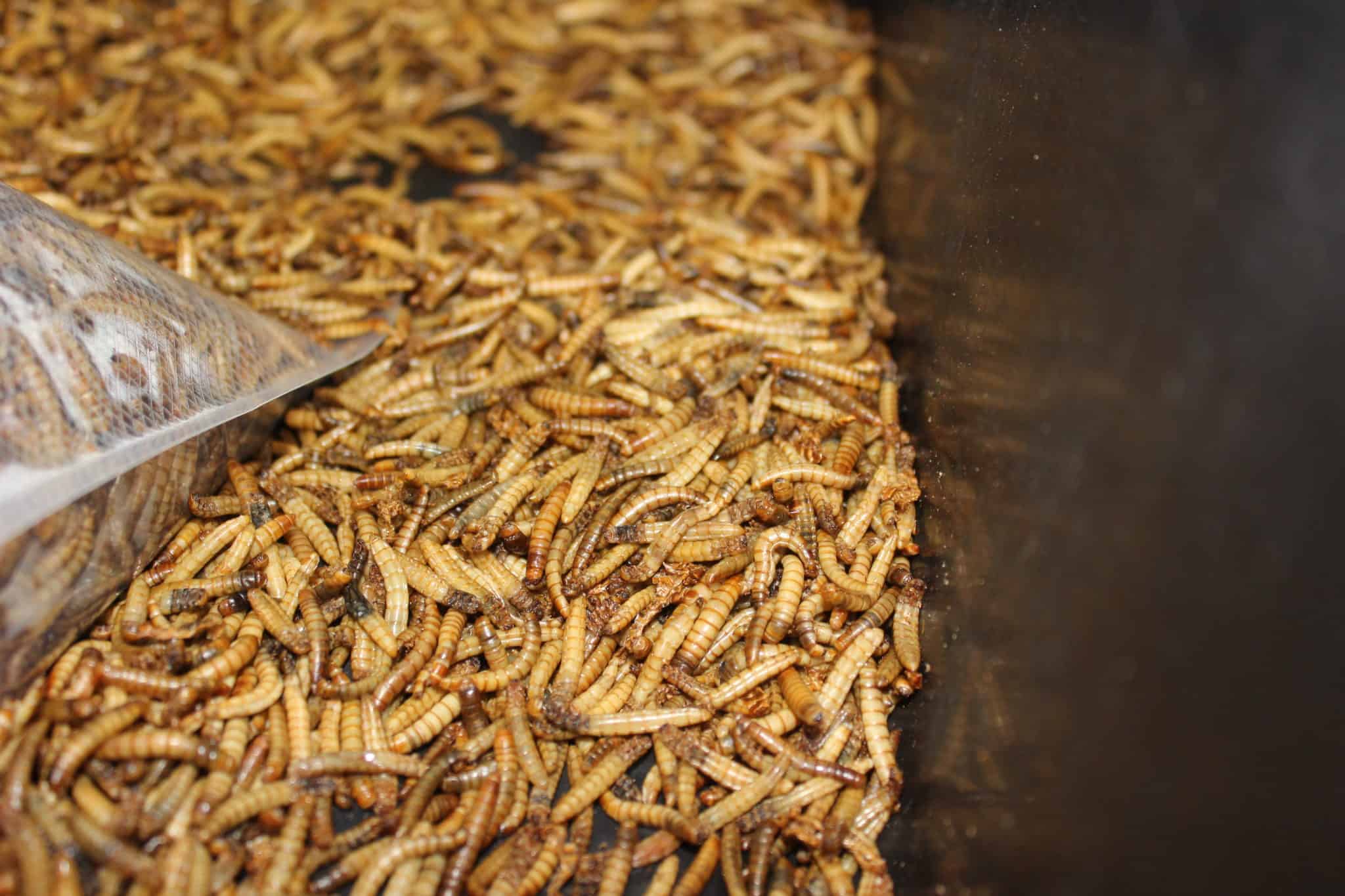 How to Start Your Own Mealworm Farm