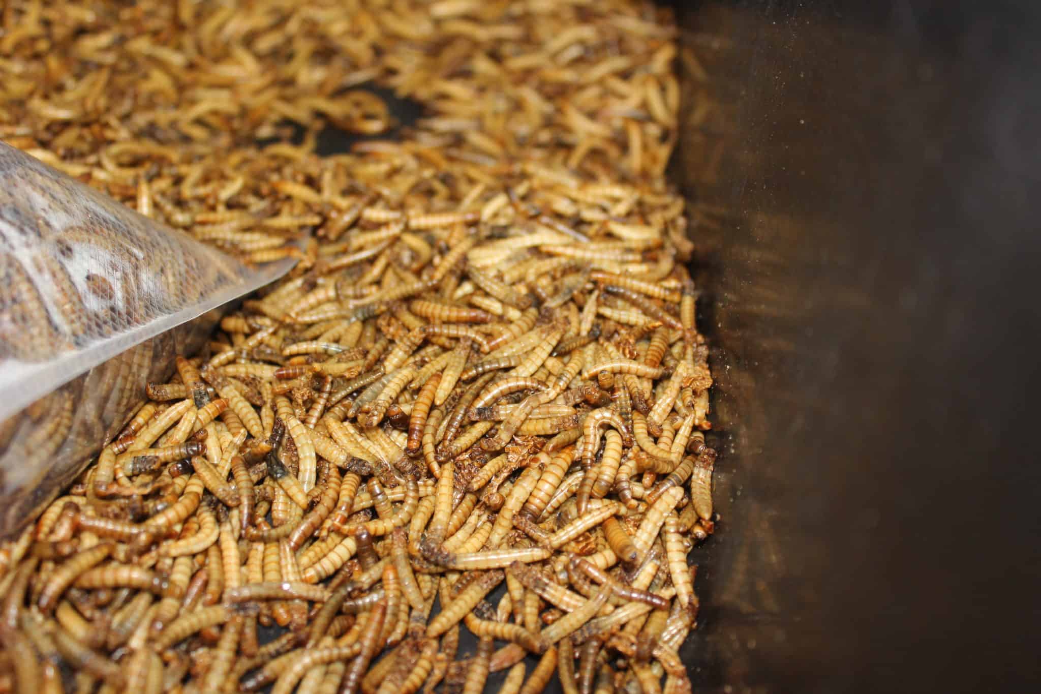 Making Your Own Mealworm Farm 101 - The Happy Chicken Coop