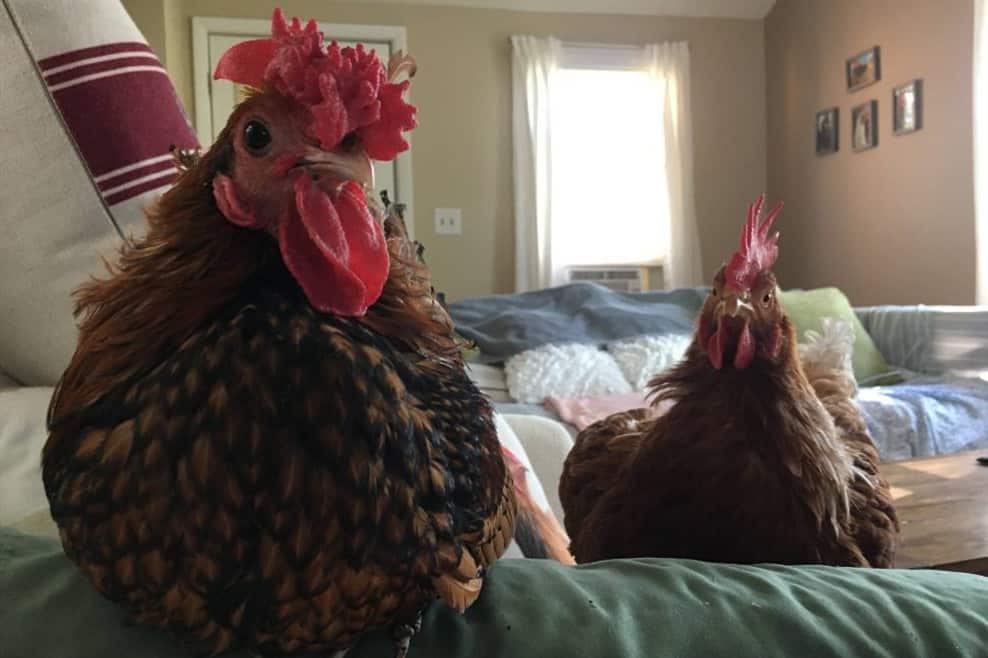 Indoor Pet Chicken
