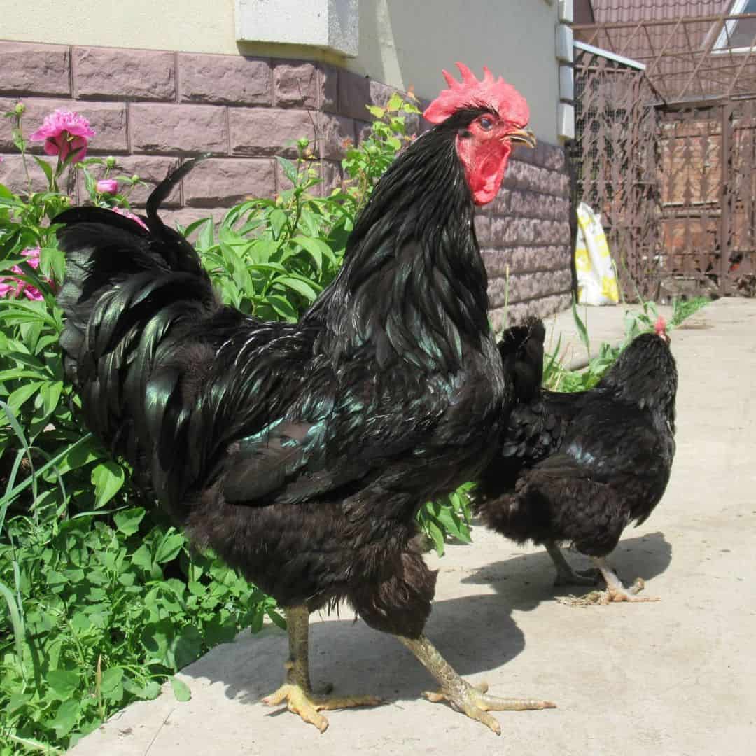 Giant Chicken #Shorts, Biggest Chicken In the World