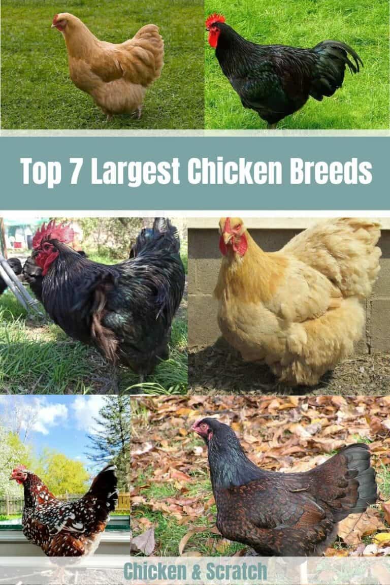 Top 7 Largest Chicken Breeds - Also Laying Largest Eggs