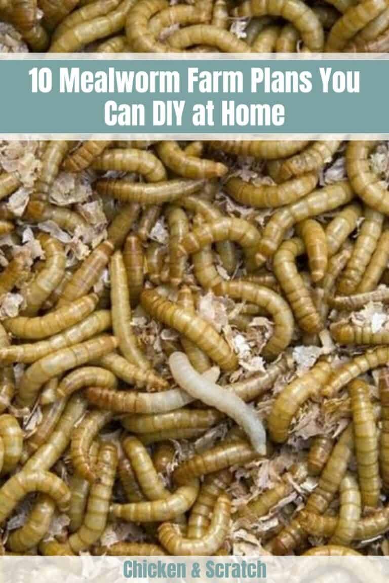 10 Mealworm Farm Plans You Can DIY at Home