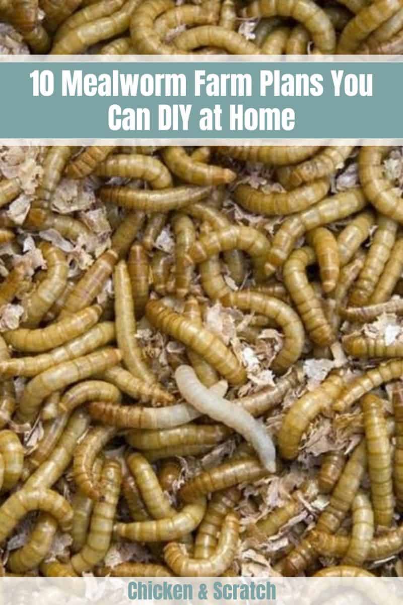 Mealworm Farm Plan