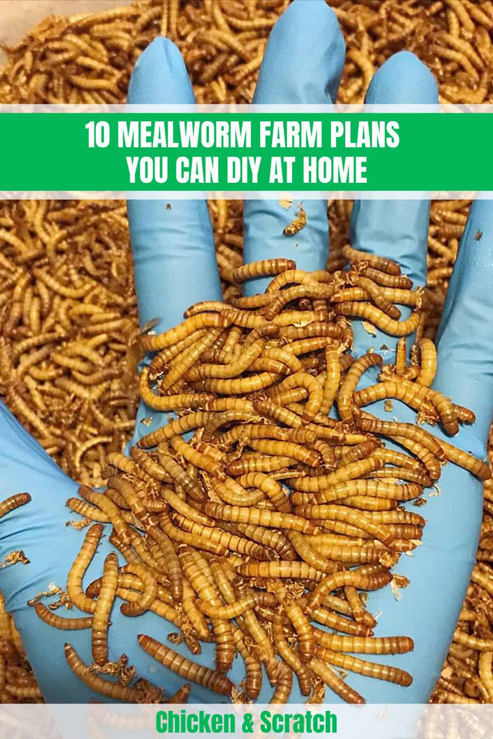 10 Mealworm Farm Plans You Can DIY at Home