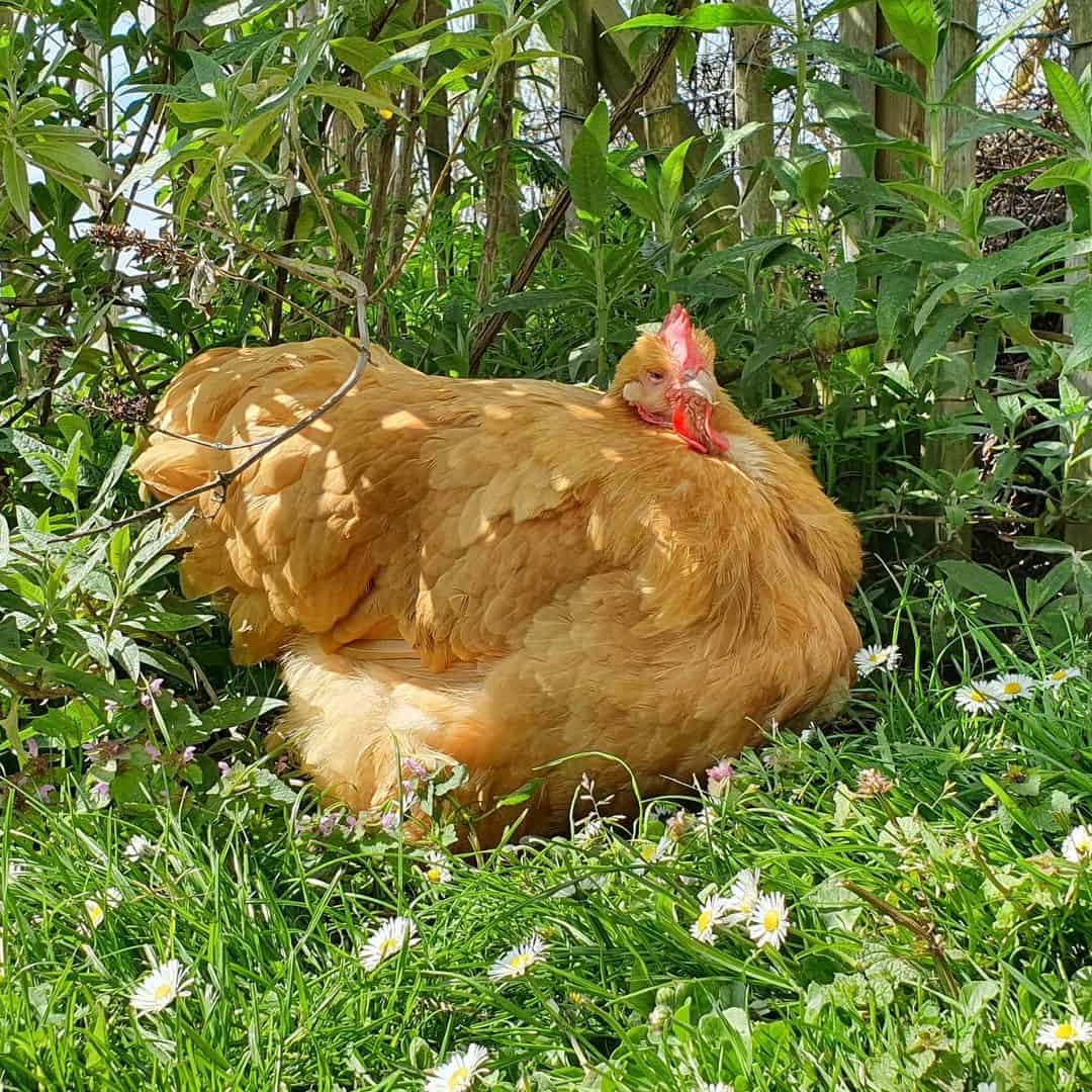 Fattest Chicken In The World